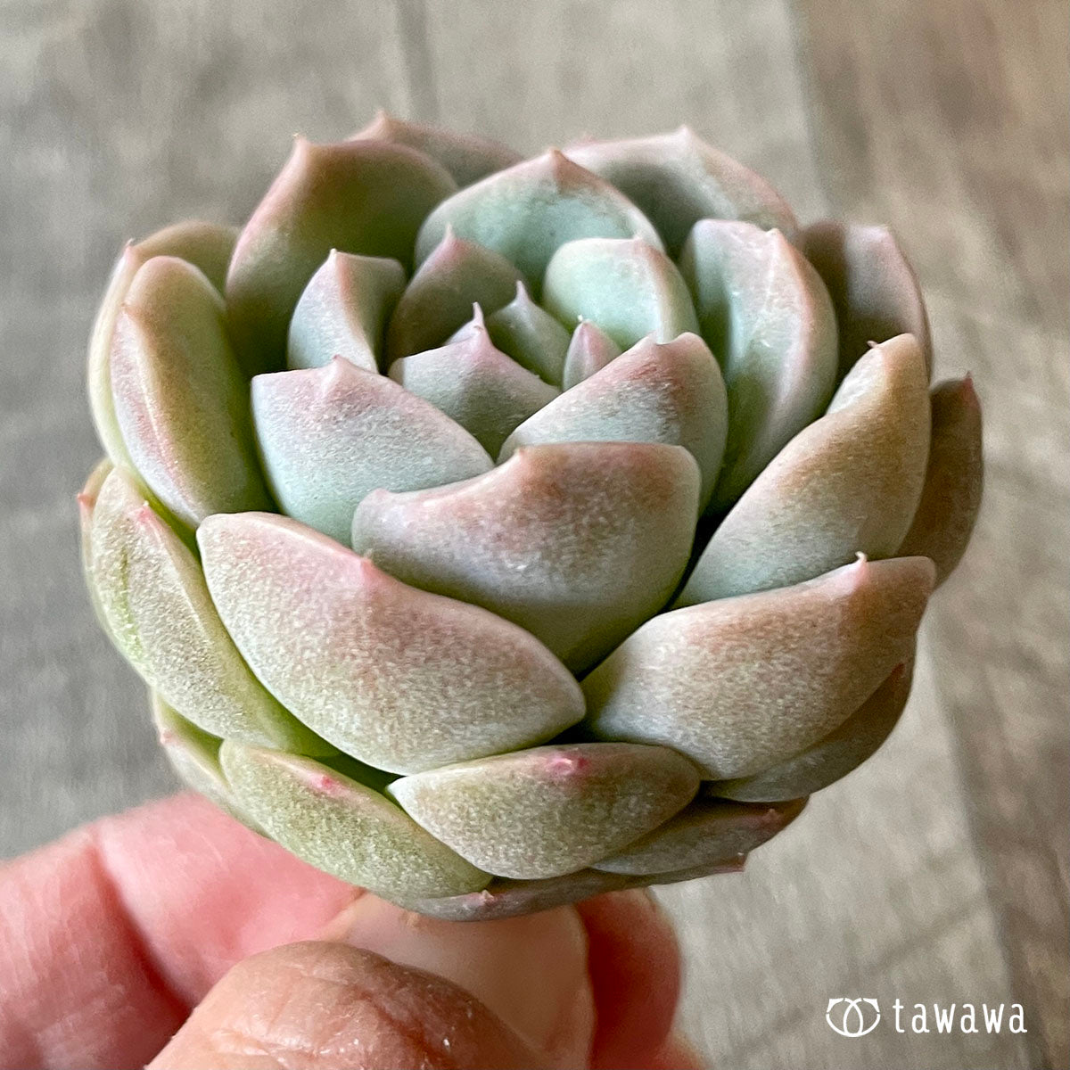 스노민트