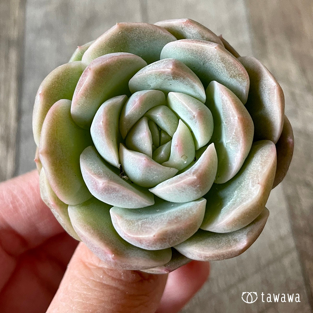 스노민트