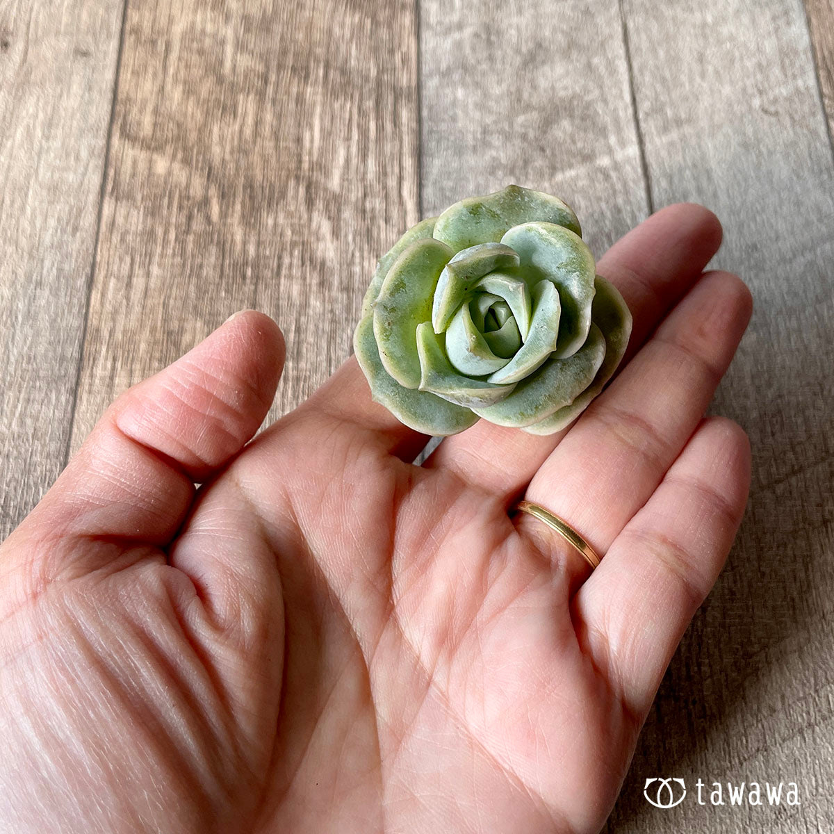 Lovely Rose Lovely Rose