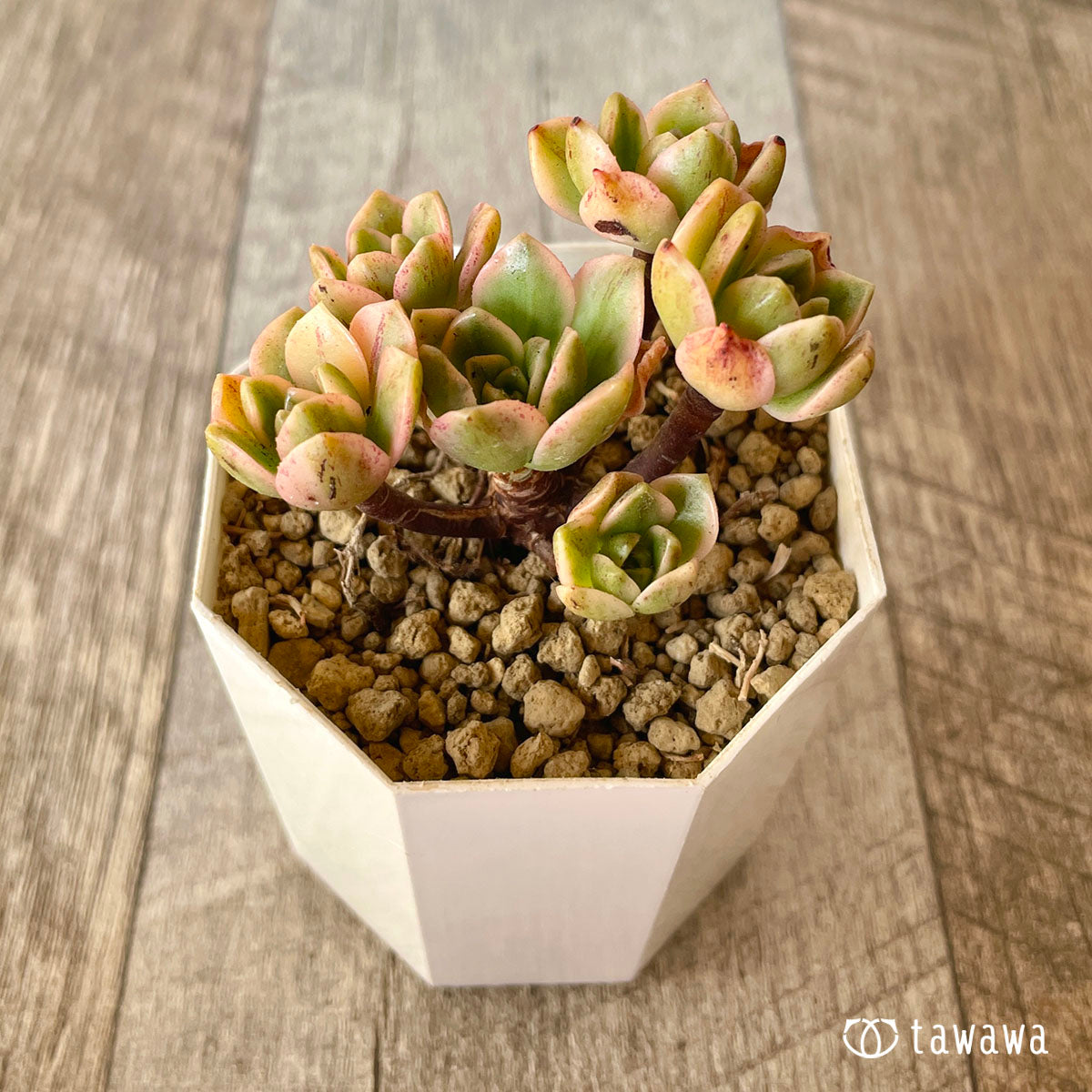 New Arrivals: Ice Green