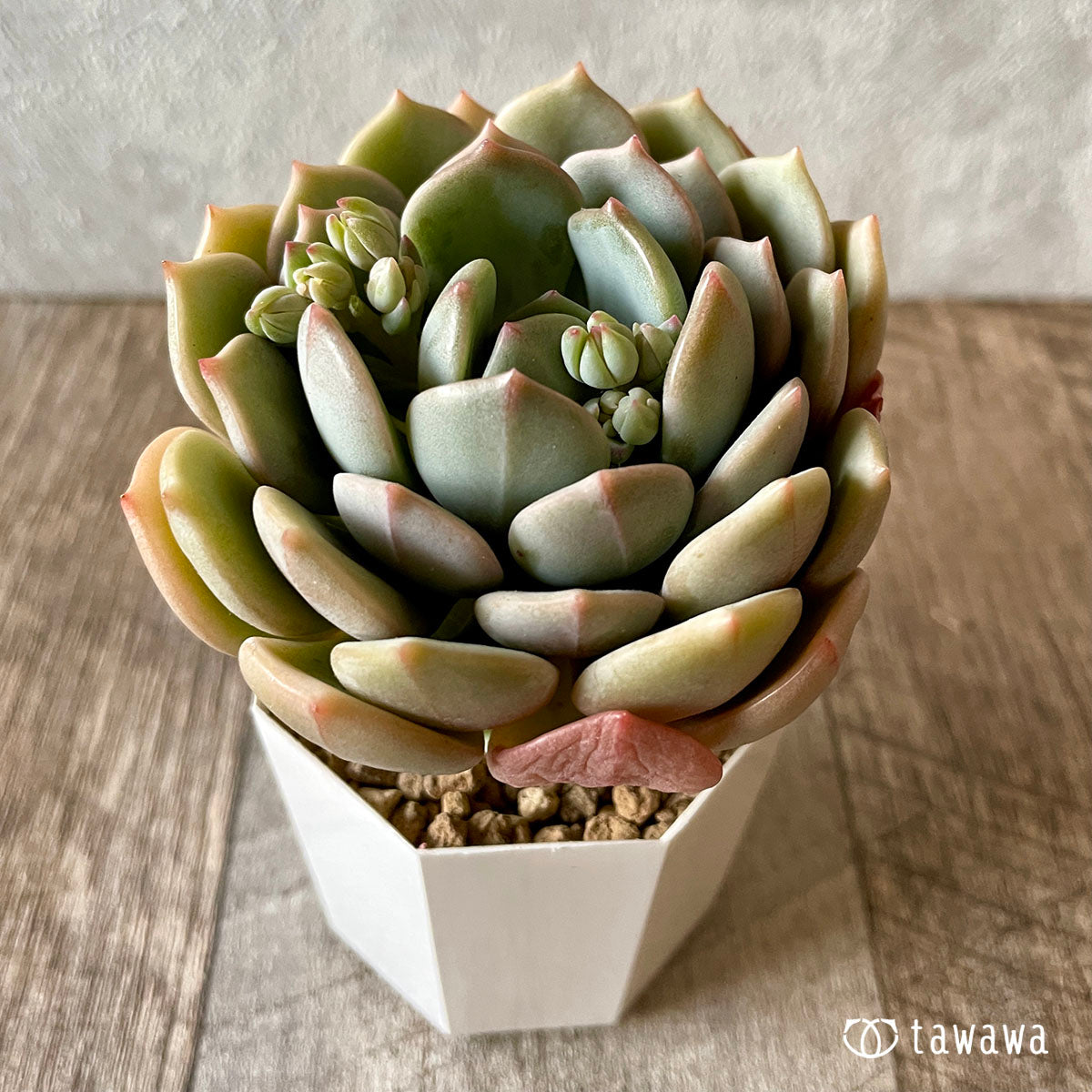 New Arrival* Cubic Frost