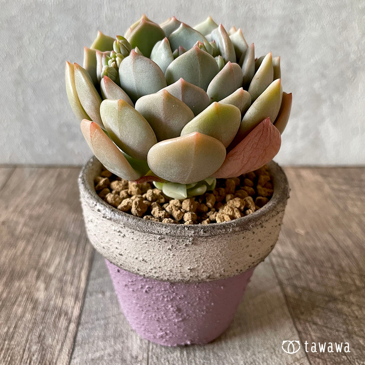 New Arrival* Cubic Frost