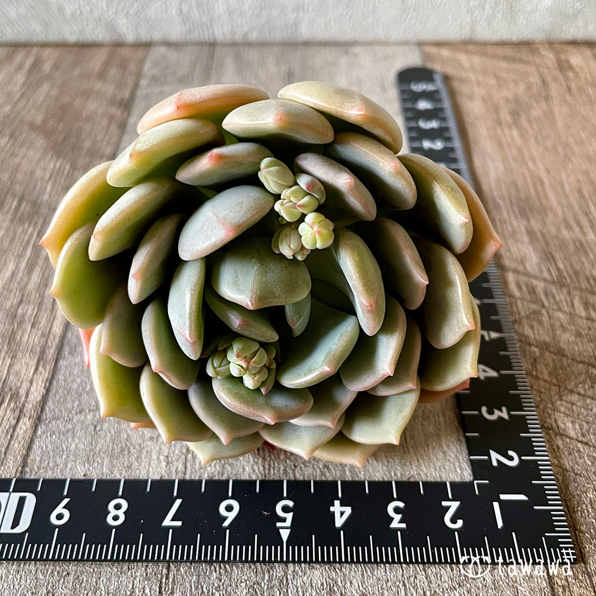 New Arrival* Cubic Frost