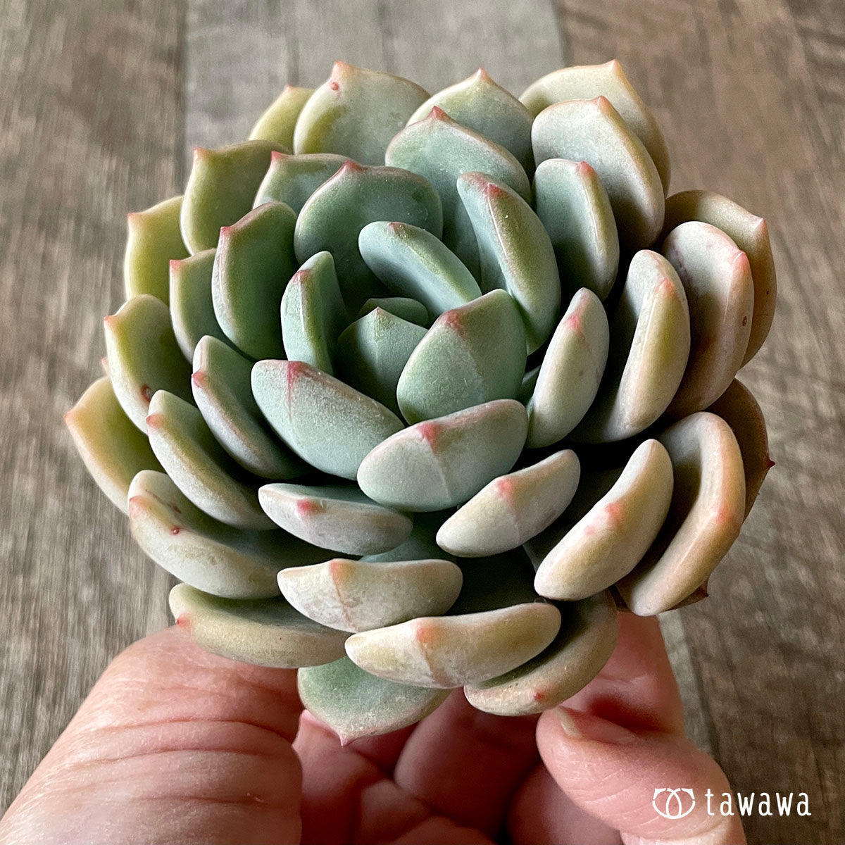 New Arrival* Cubic Frost