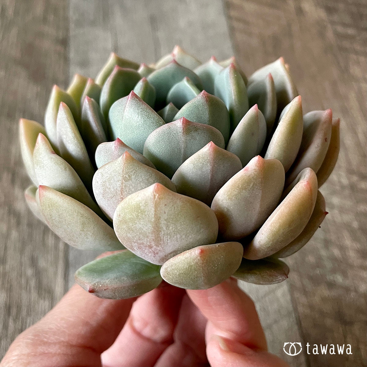 New Arrival* Cubic Frost
