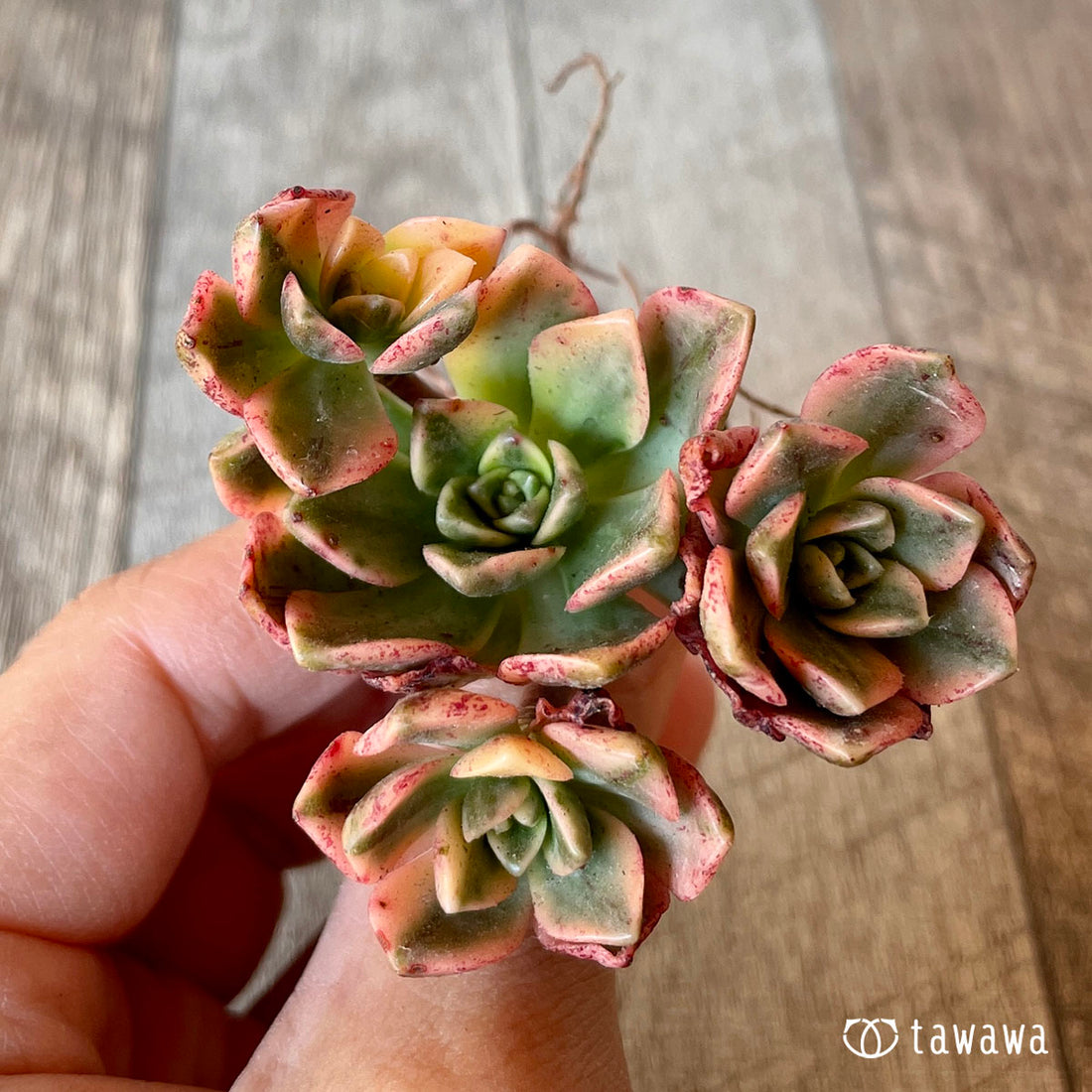 New Arrivals: Ice Green