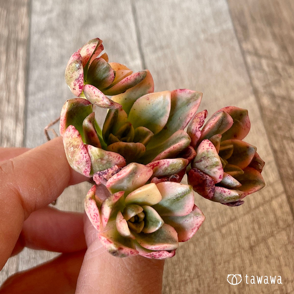 New Arrivals: Ice Green