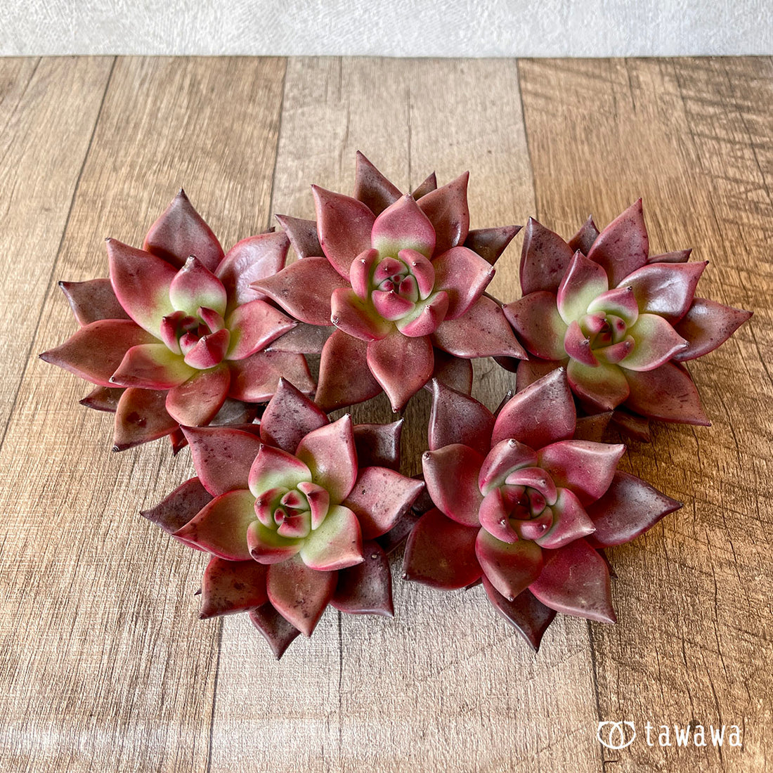 Romeo (Red Ebony)