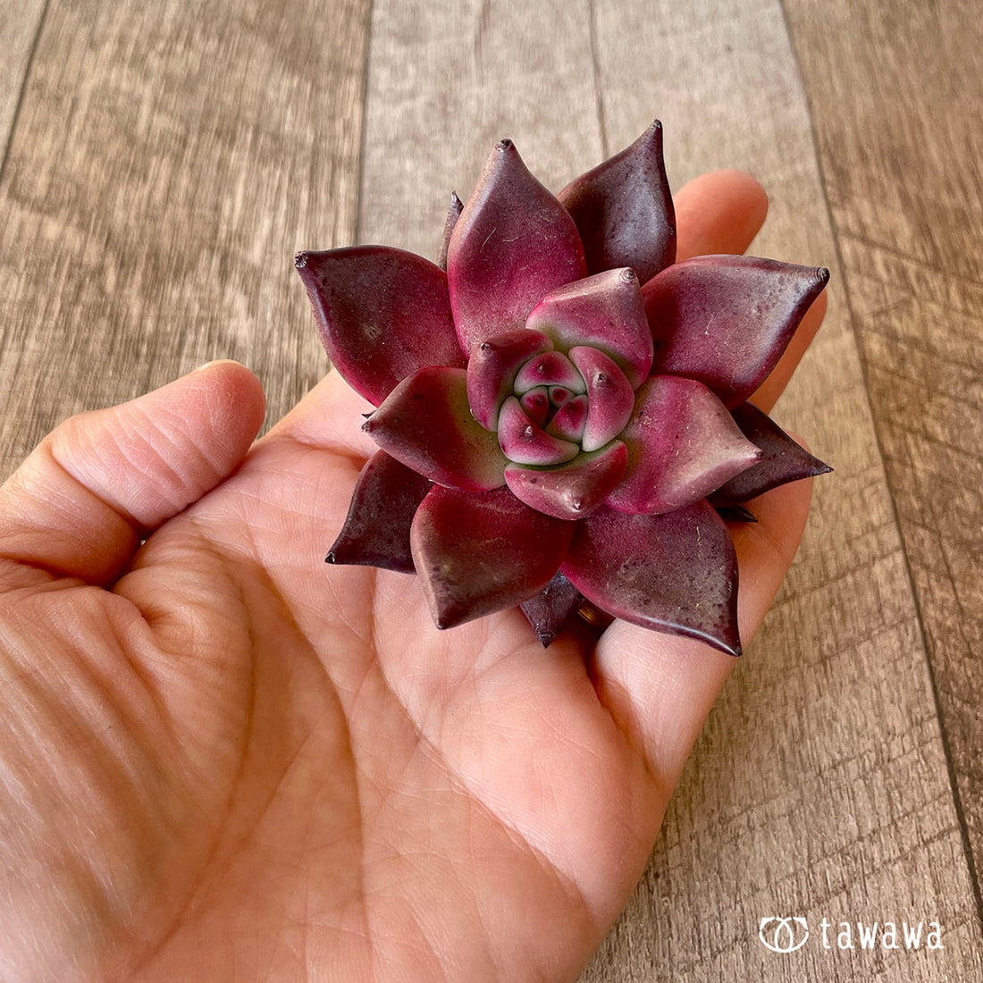 Romeo (Red Ebony)
