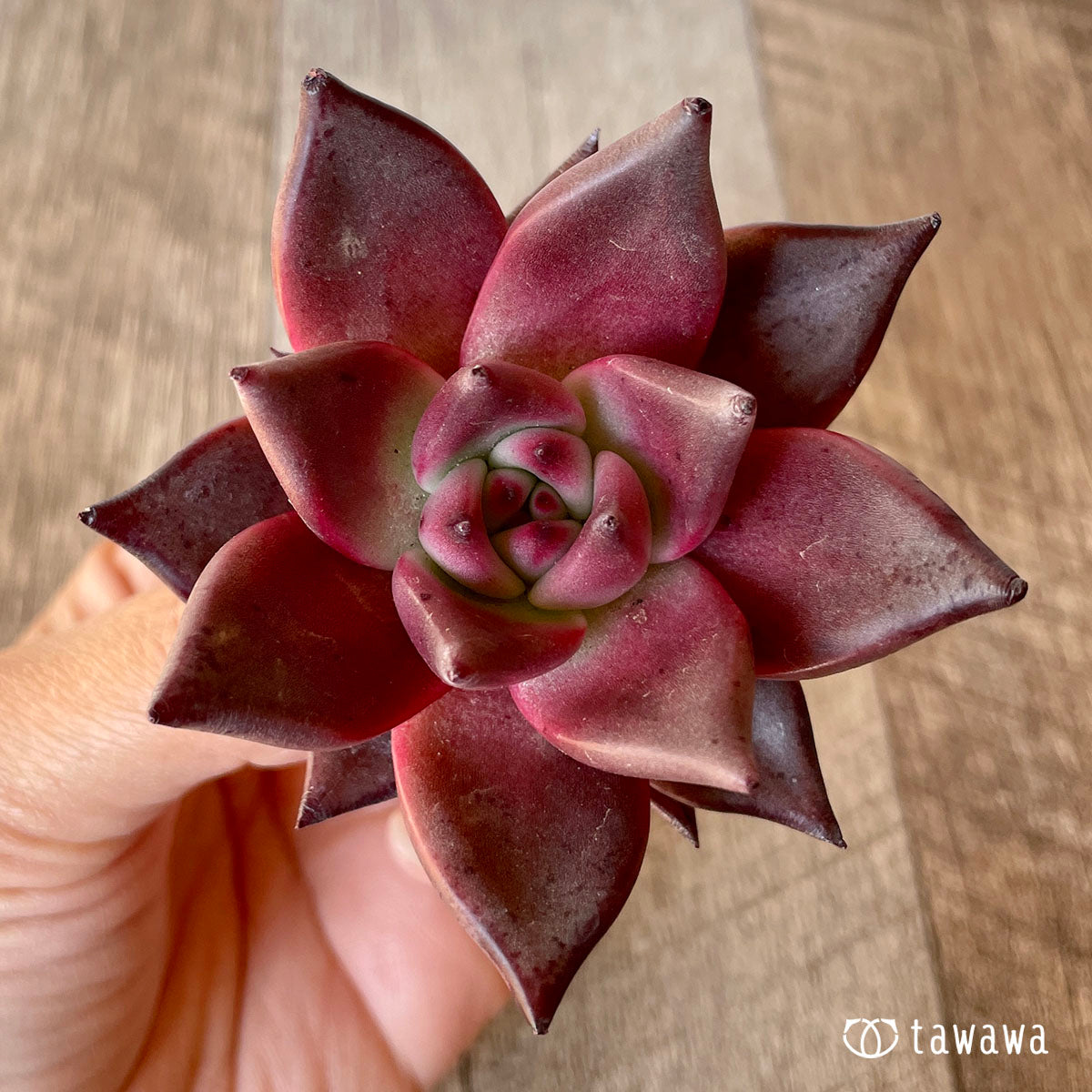 Romeo (Red Ebony)