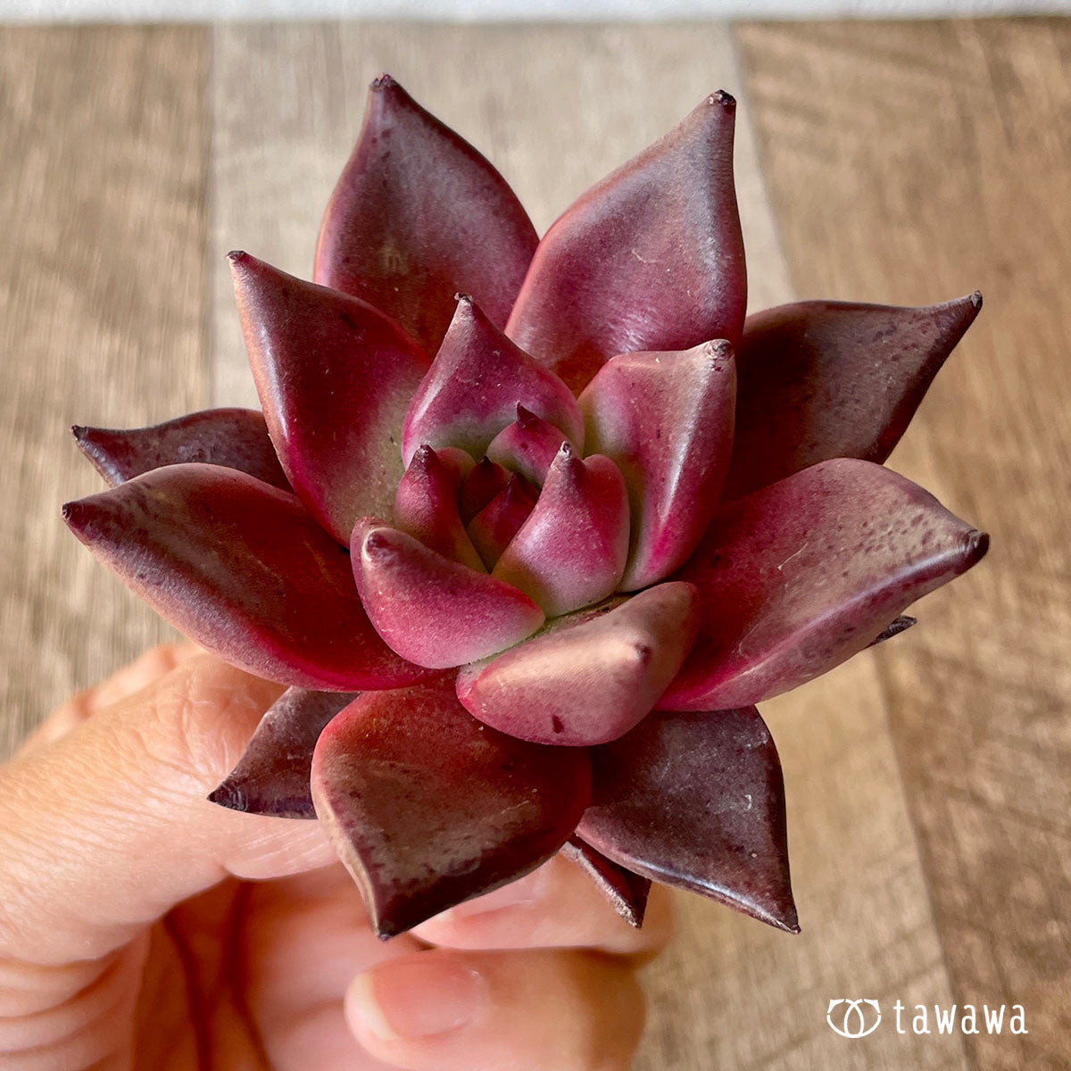 Romeo (Red Ebony)