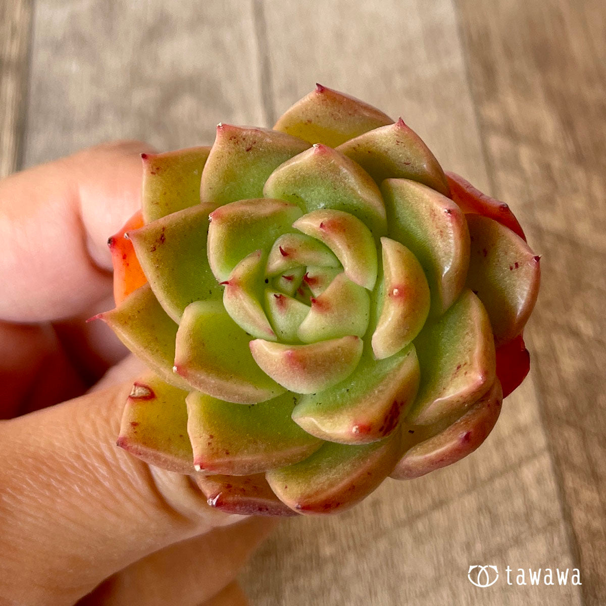 Romeo (Red Ebony)