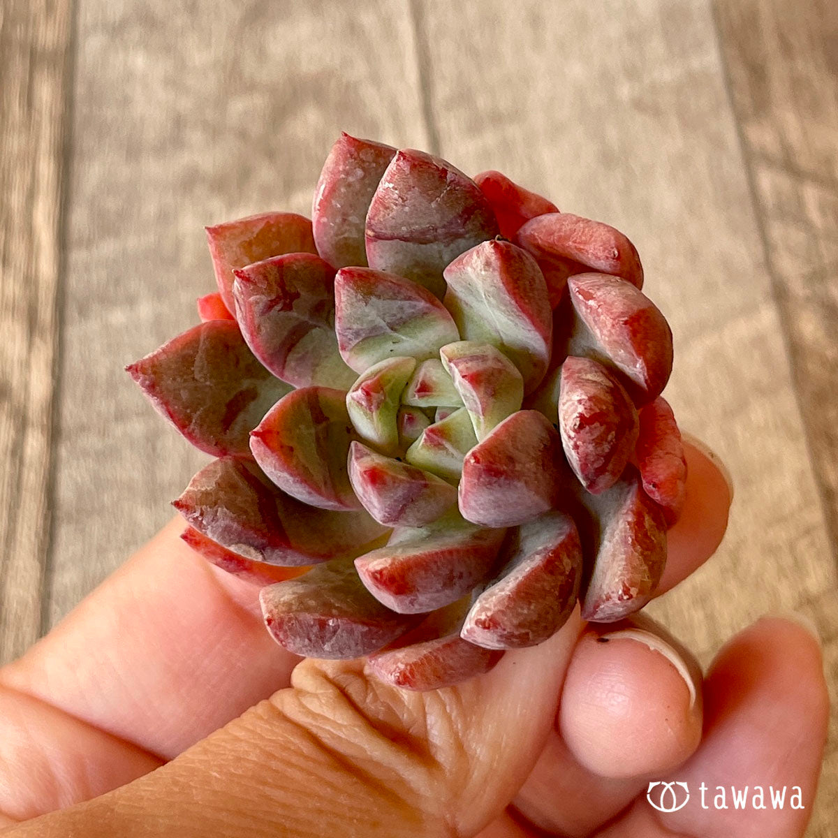 에코★