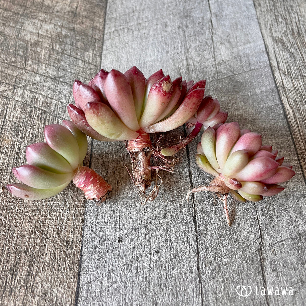 New Arrival* Pink Ruby