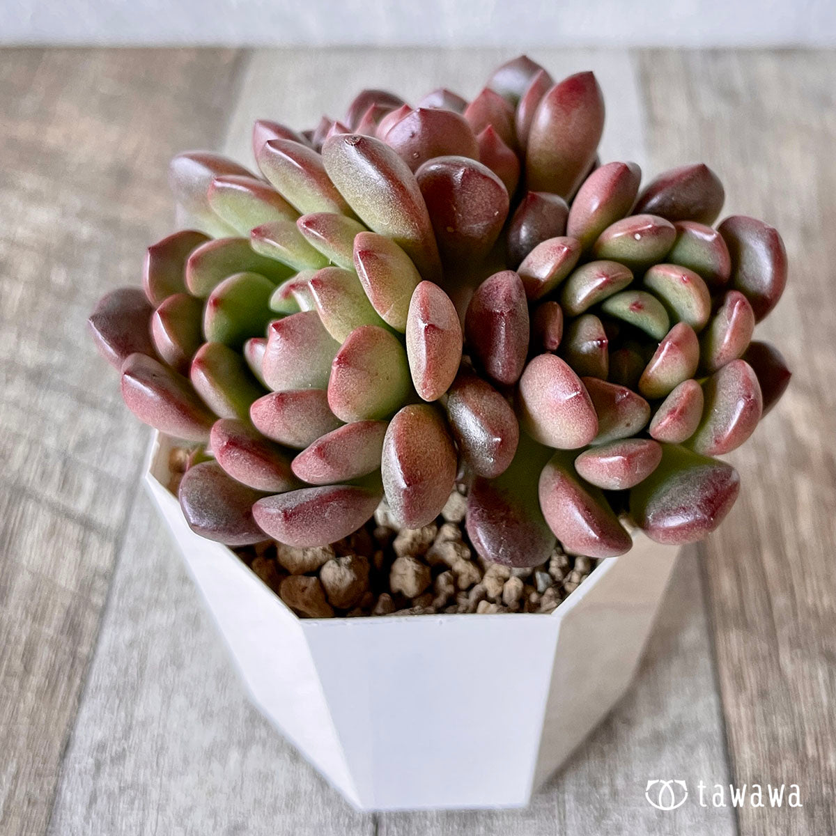 New Arrival* Pink Ruby