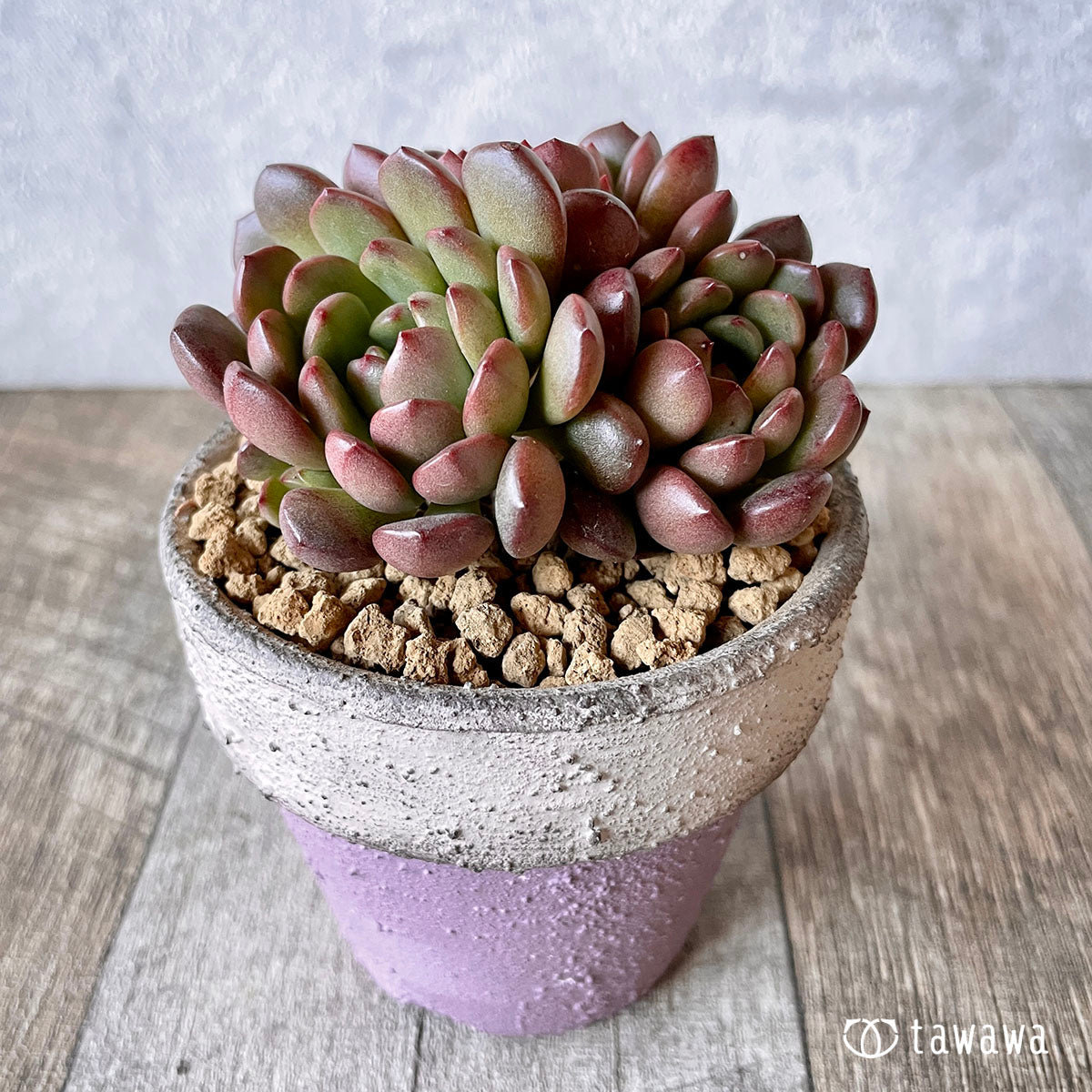 New Arrival* Pink Ruby