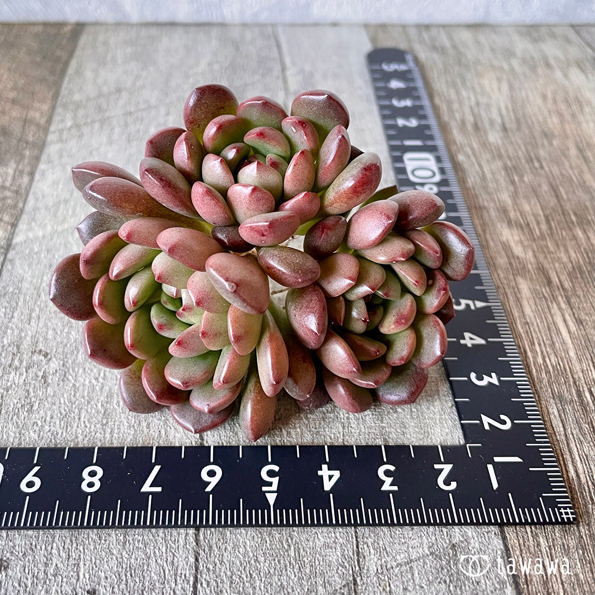 New Arrival* Pink Ruby