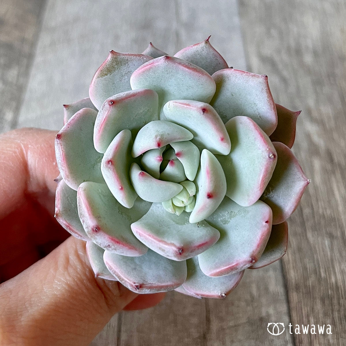 다르마자라고사