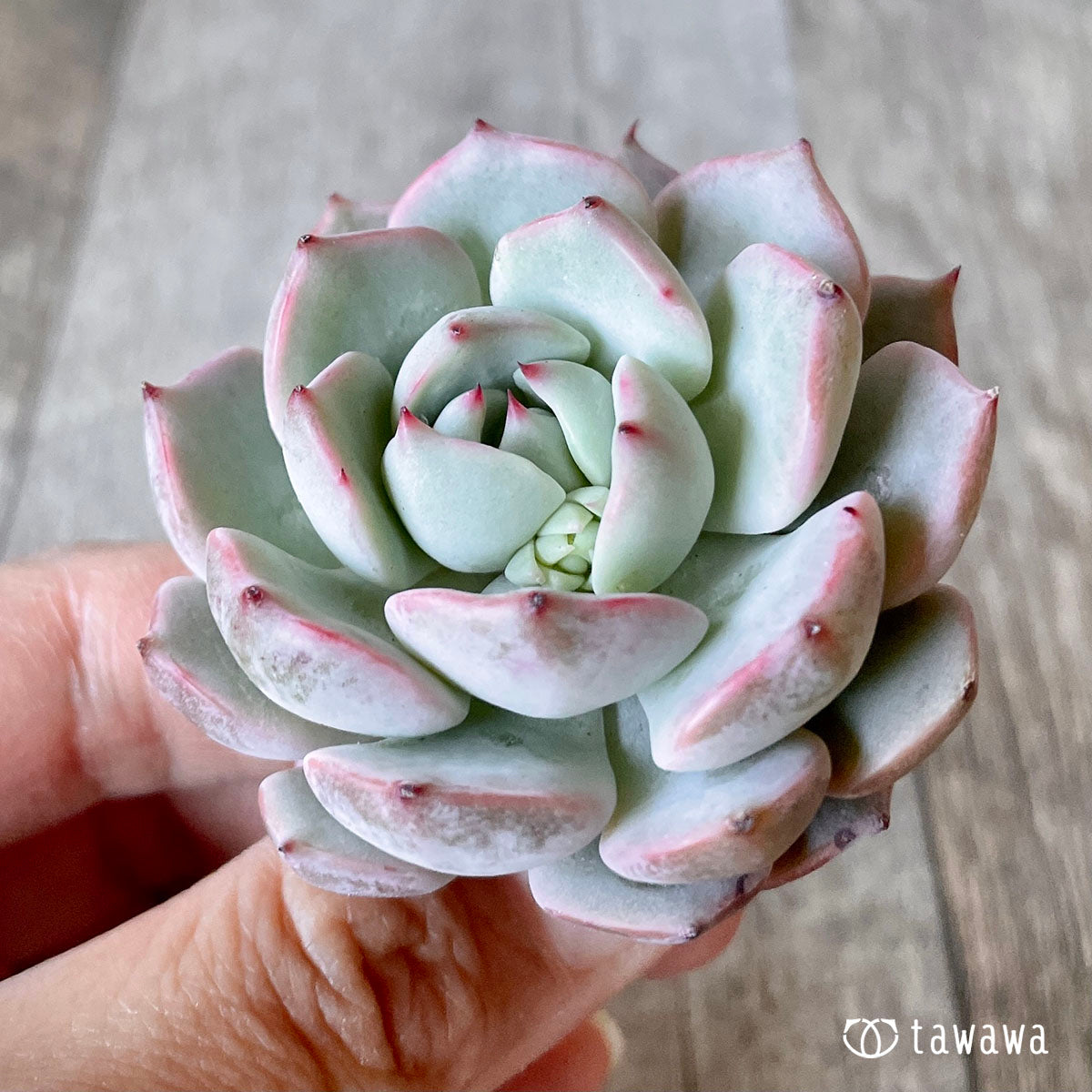다르마자라고사