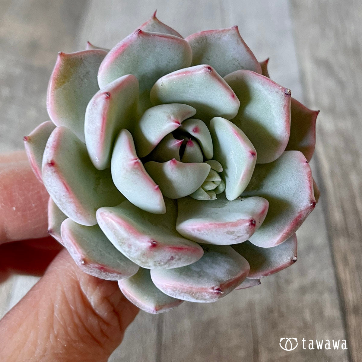 다르마자라고사