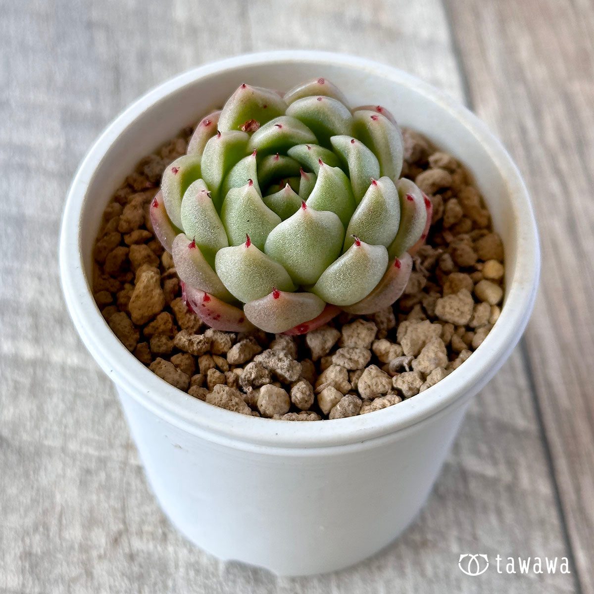 New Arrival* Cubic Frost