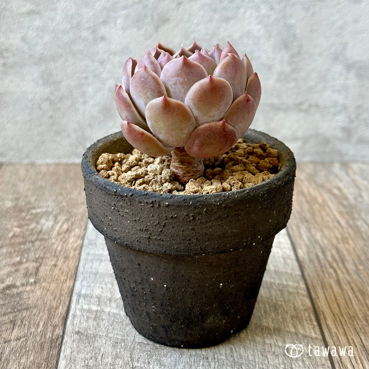 New Arrival* Cubic Frost
