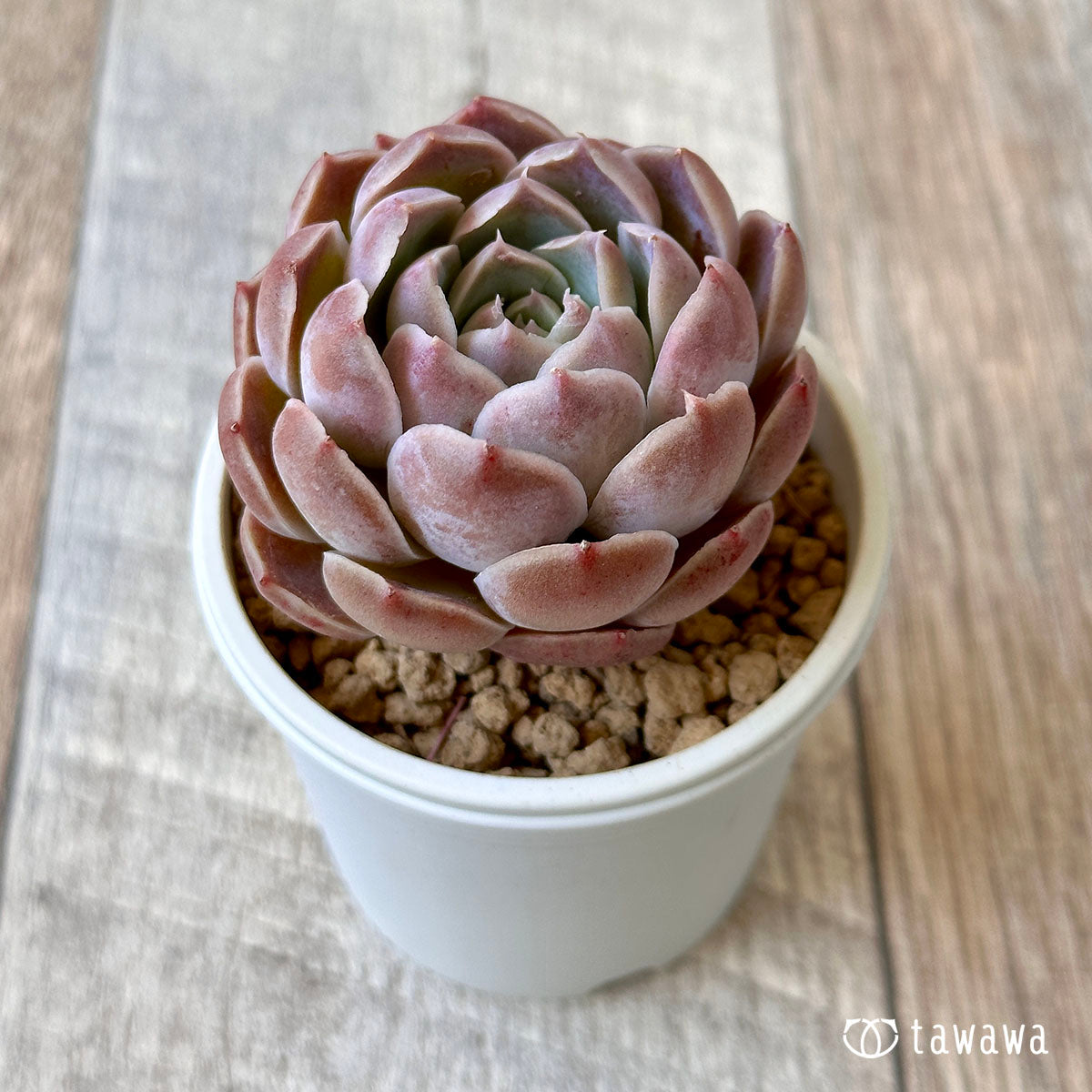New Arrival* Cubic Frost
