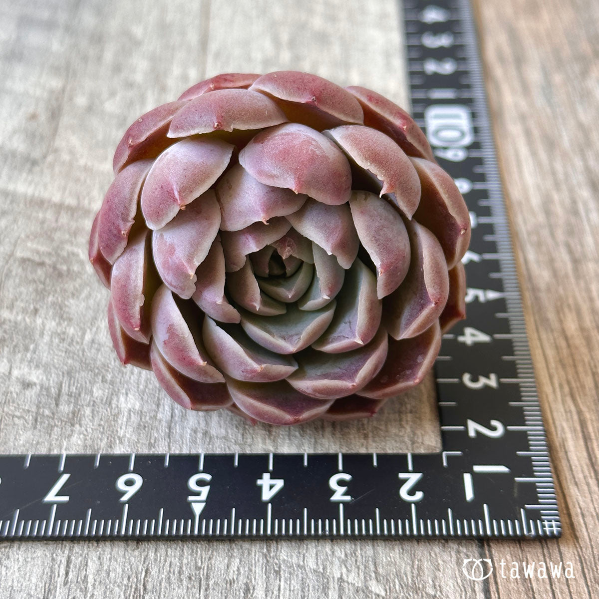 New Arrival* Cubic Frost