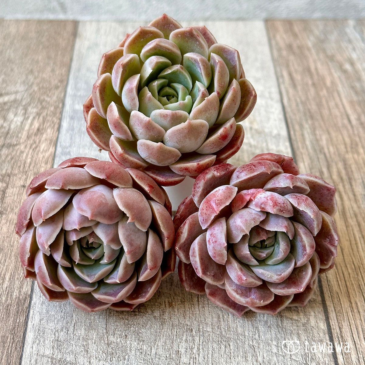 New Arrival* Cubic Frost