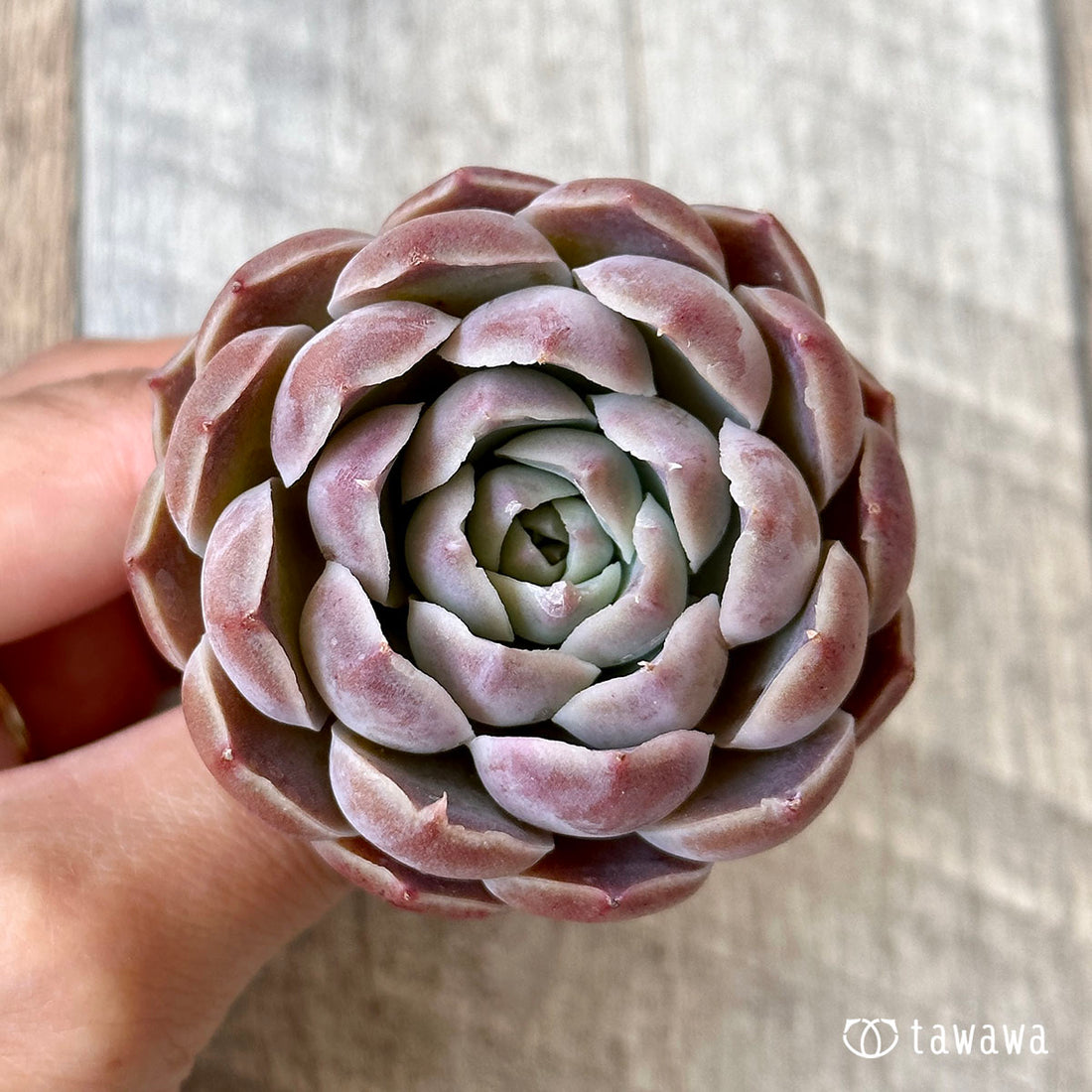 New Arrival* Cubic Frost