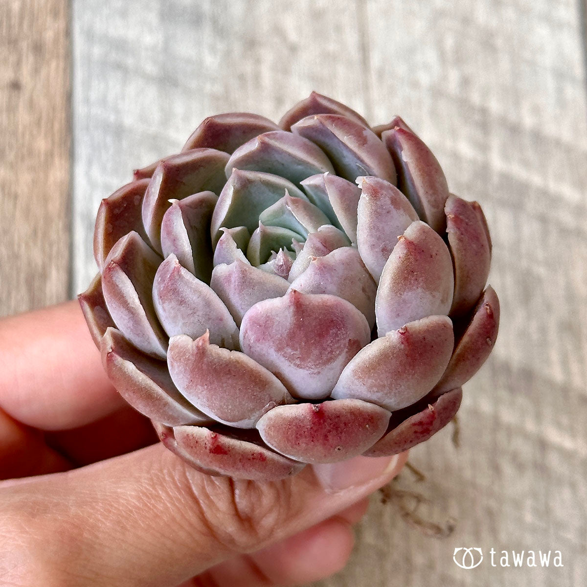 New Arrival* Cubic Frost