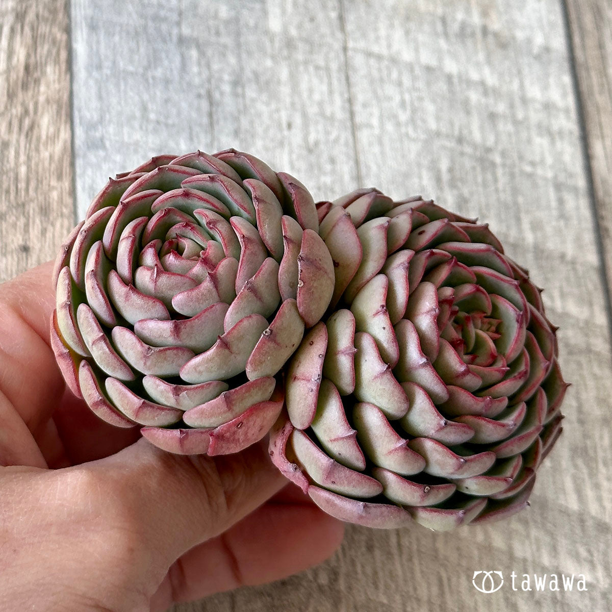New Arrival* Cubic Frost