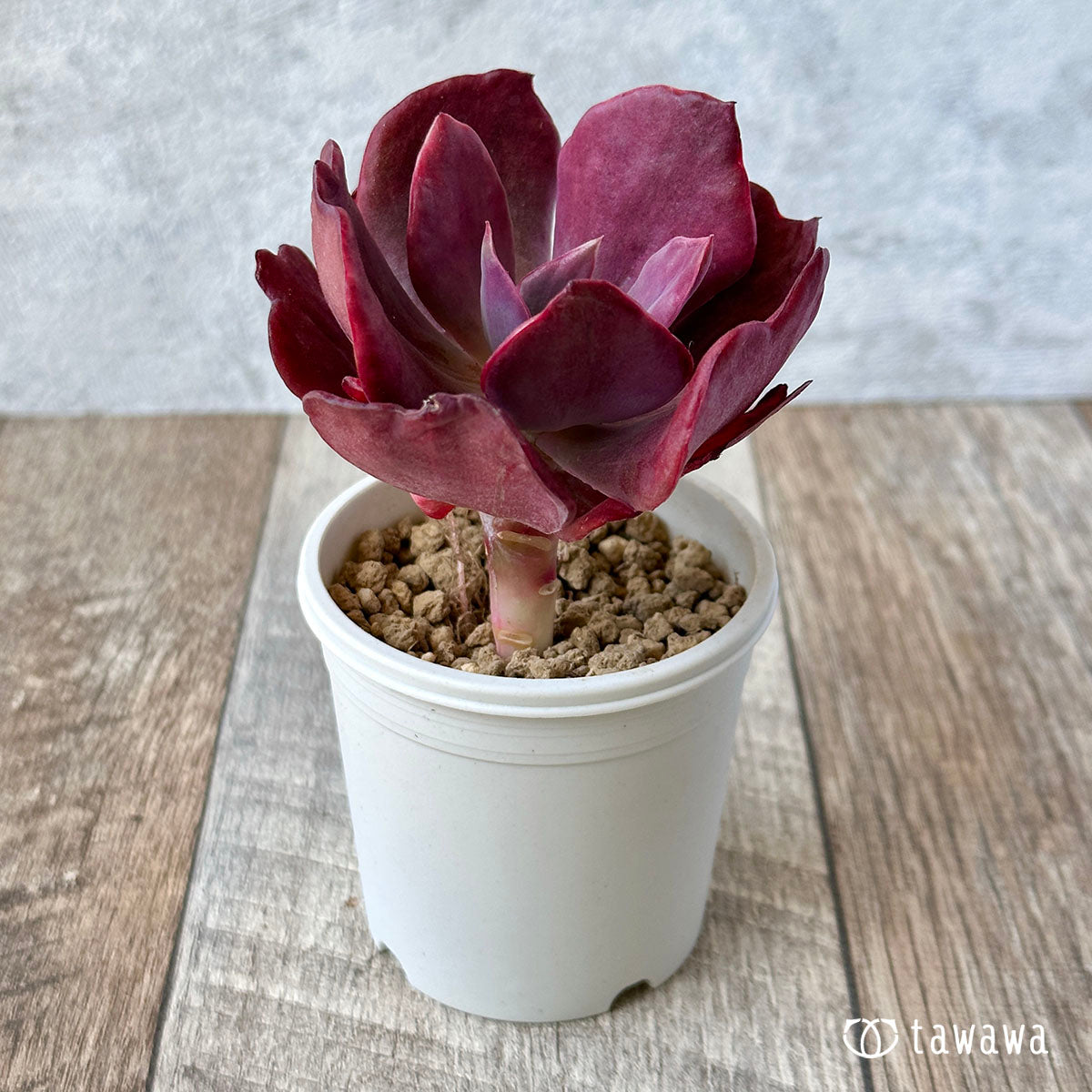 New Arrival* Cubic Frost