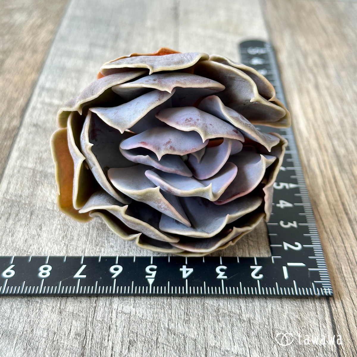 New Arrival* Cubic Frost