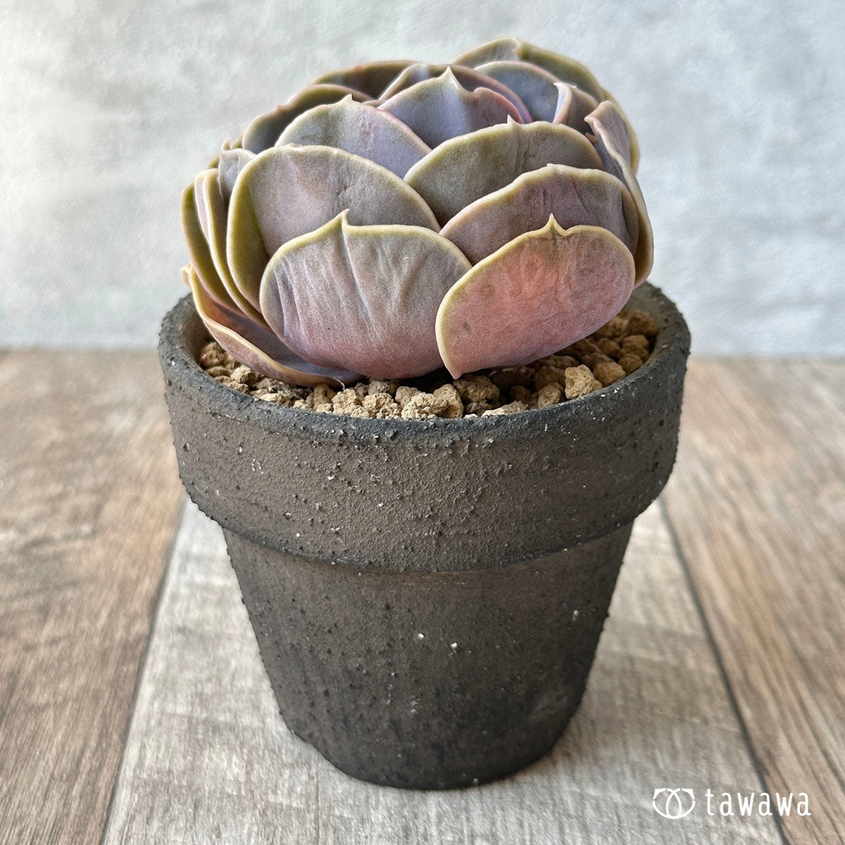 New Arrival* Cubic Frost