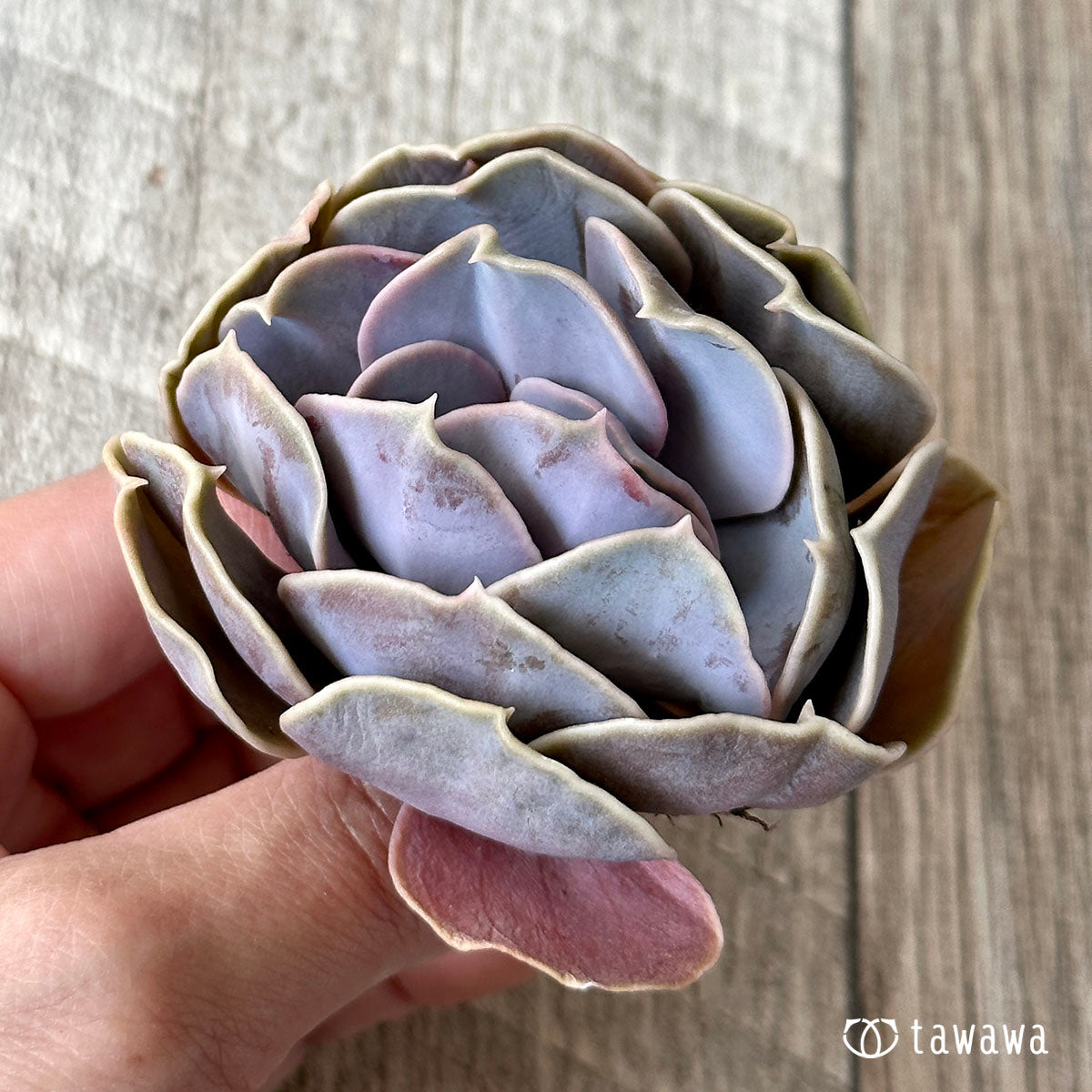 New Arrival* Cubic Frost