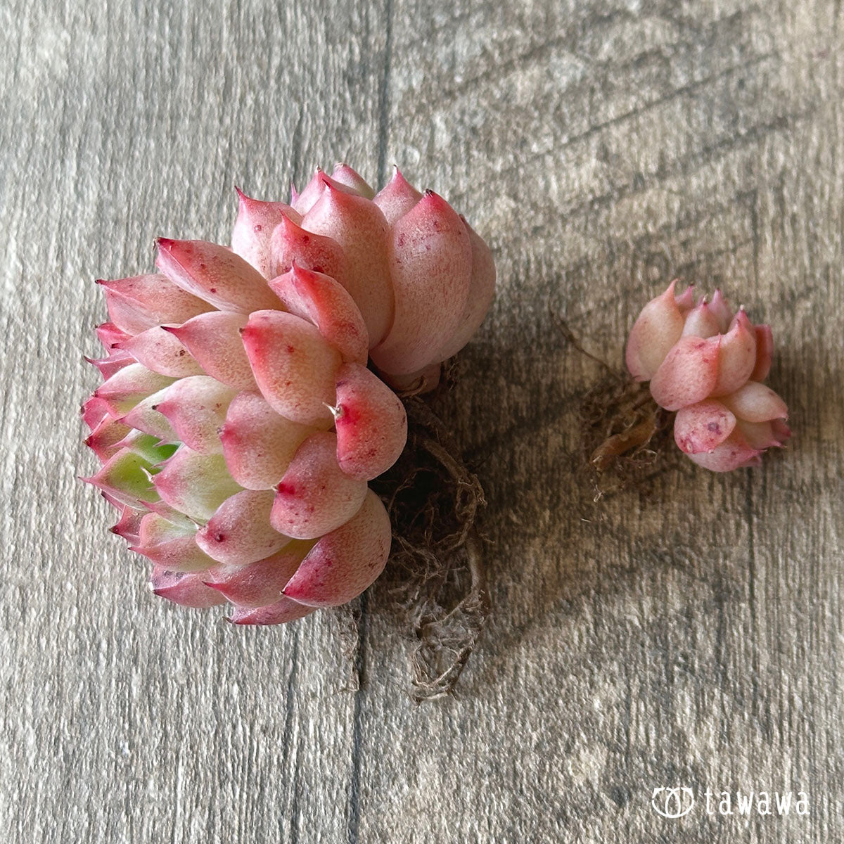 ヒヤジン