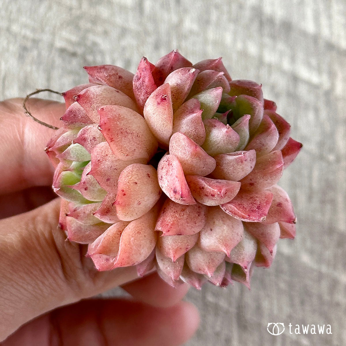 ヒヤジン