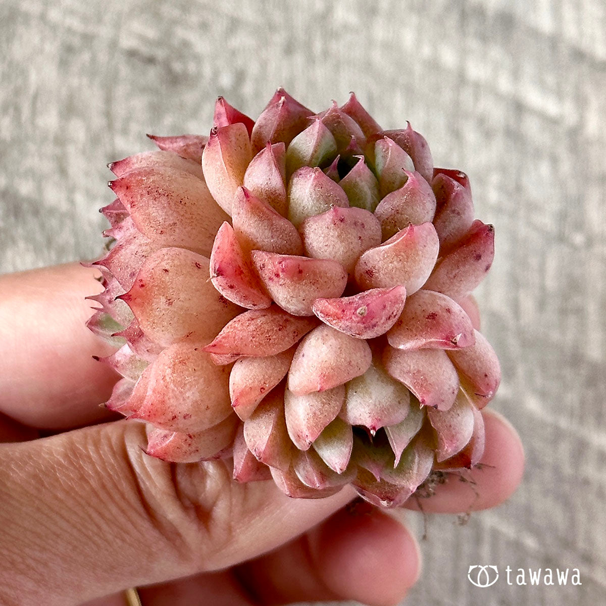 ヒヤジン