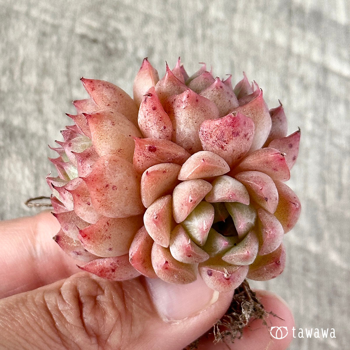 ヒヤジン