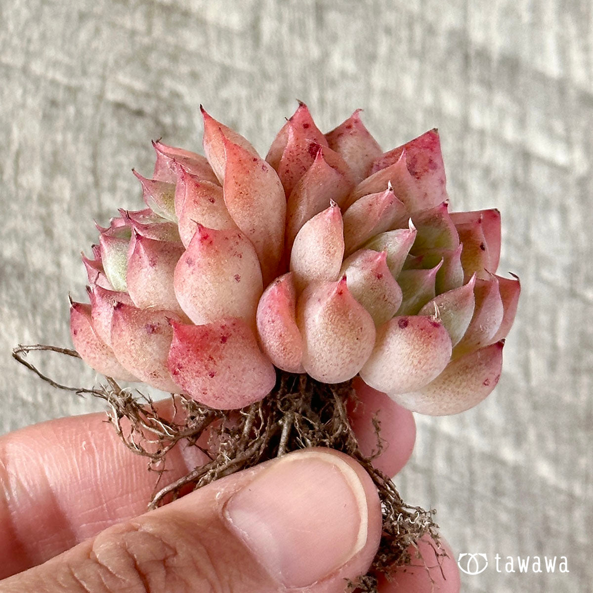 ヒヤジン