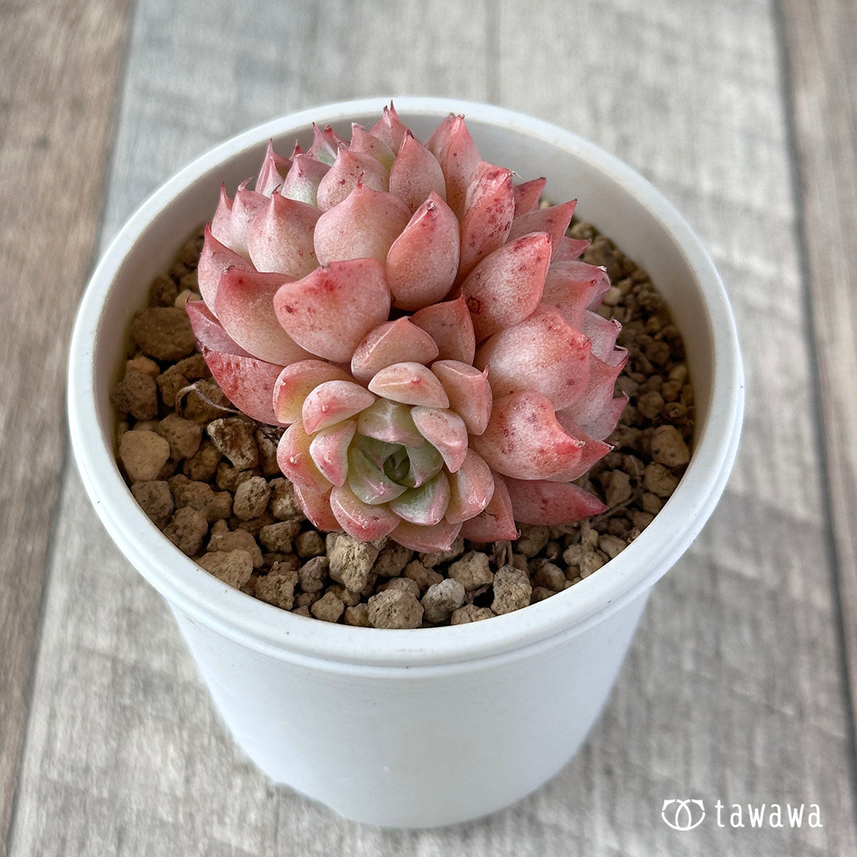 ヒヤジン