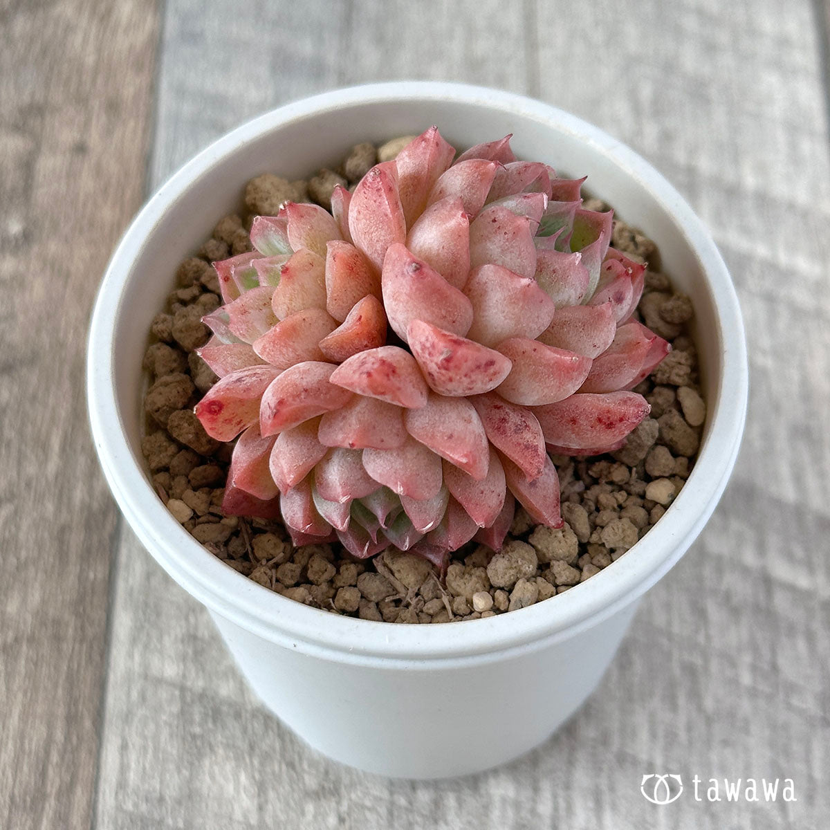 ヒヤジン