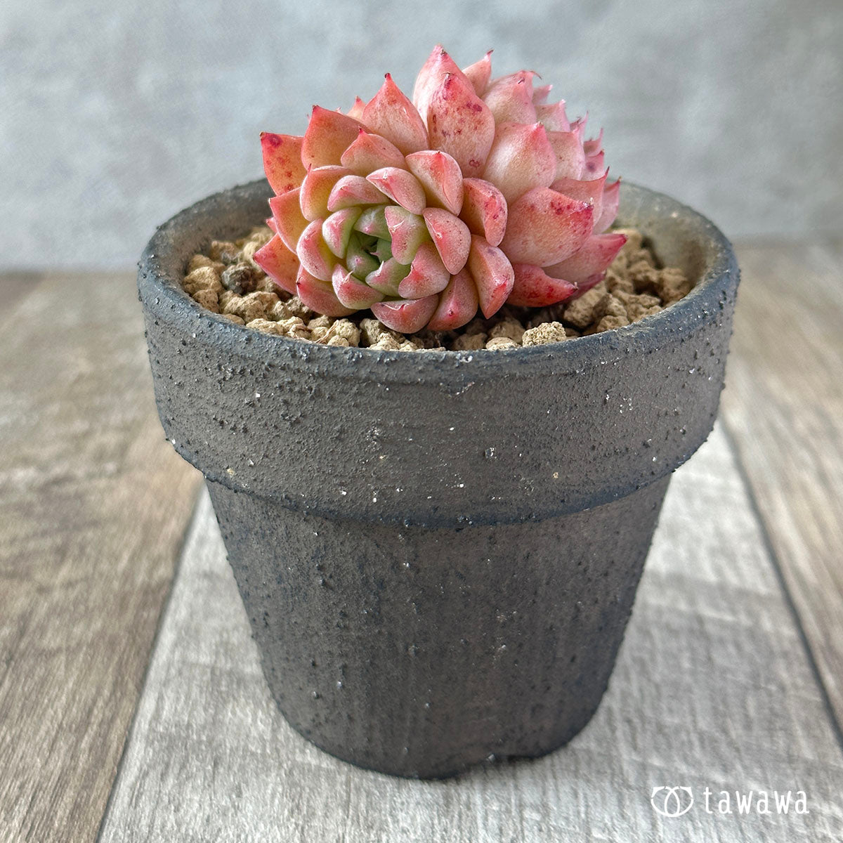 ヒヤジン
