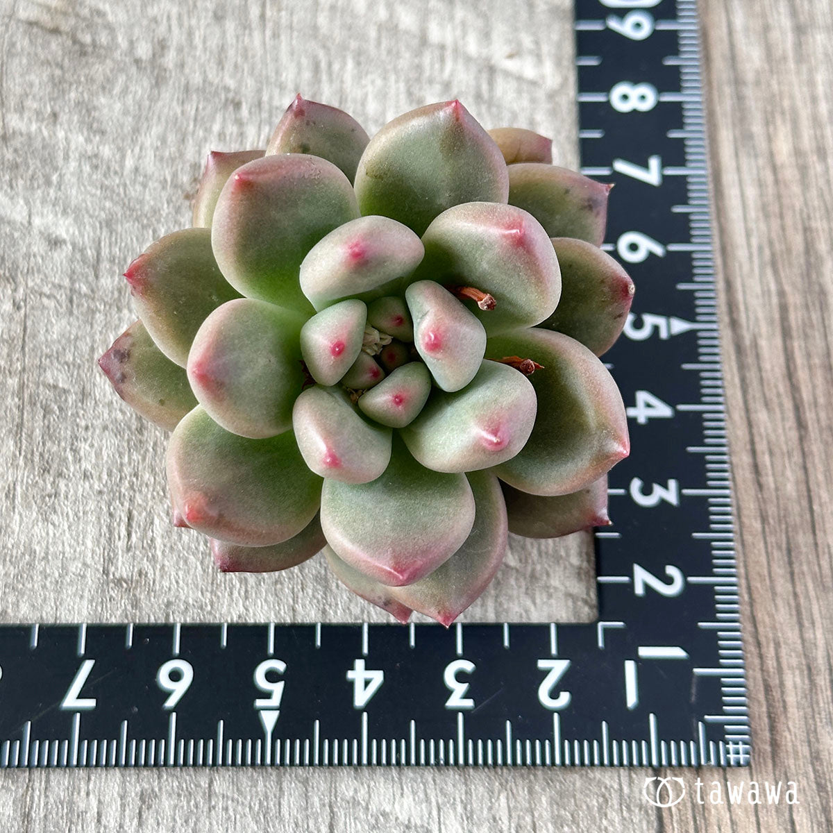 New Arrival* Cubic Frost