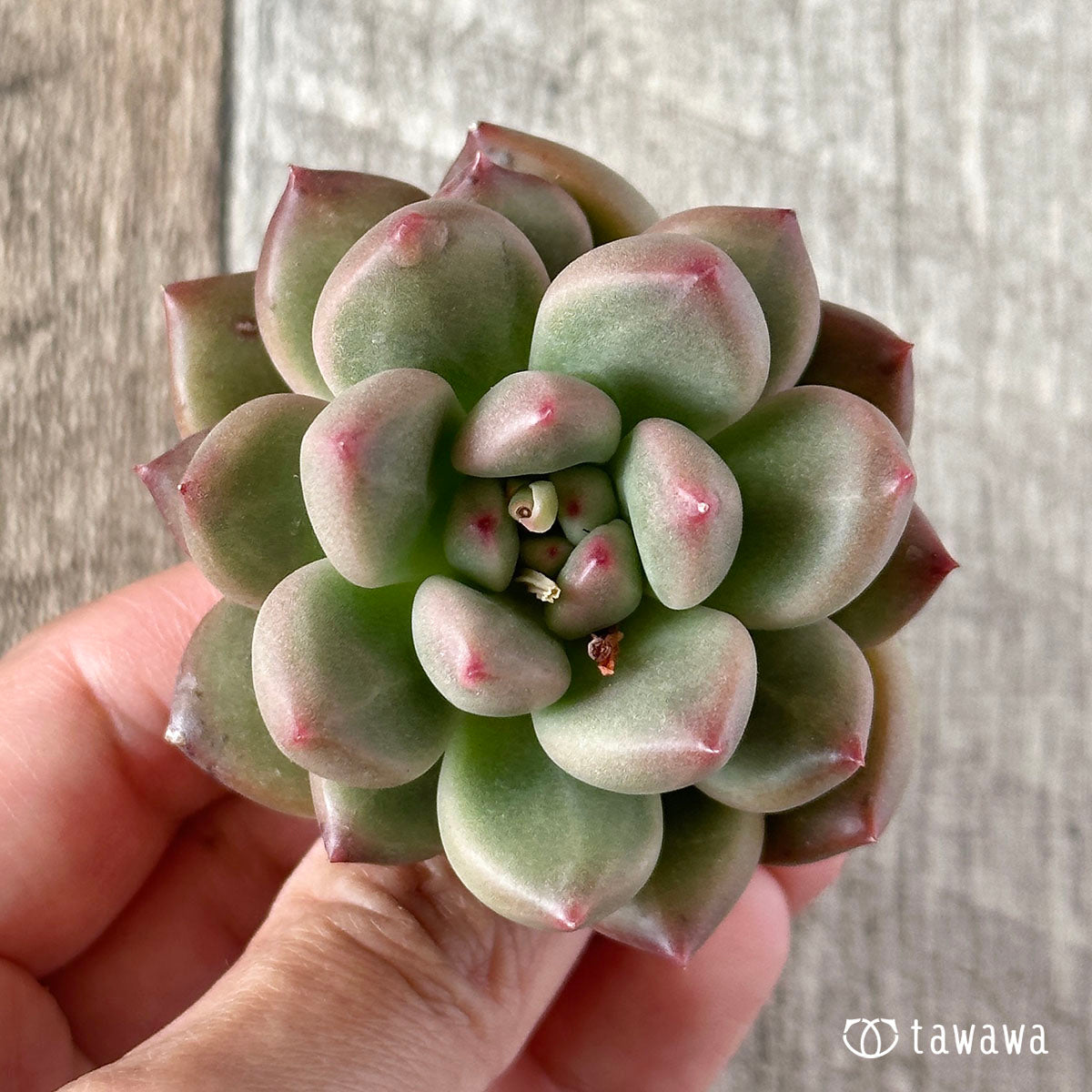 New Arrival* Cubic Frost