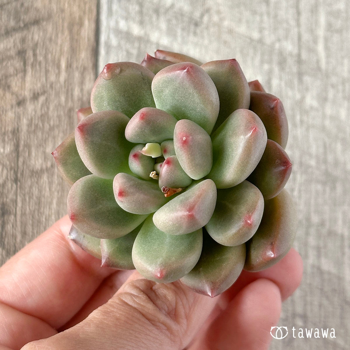 New Arrival* Cubic Frost