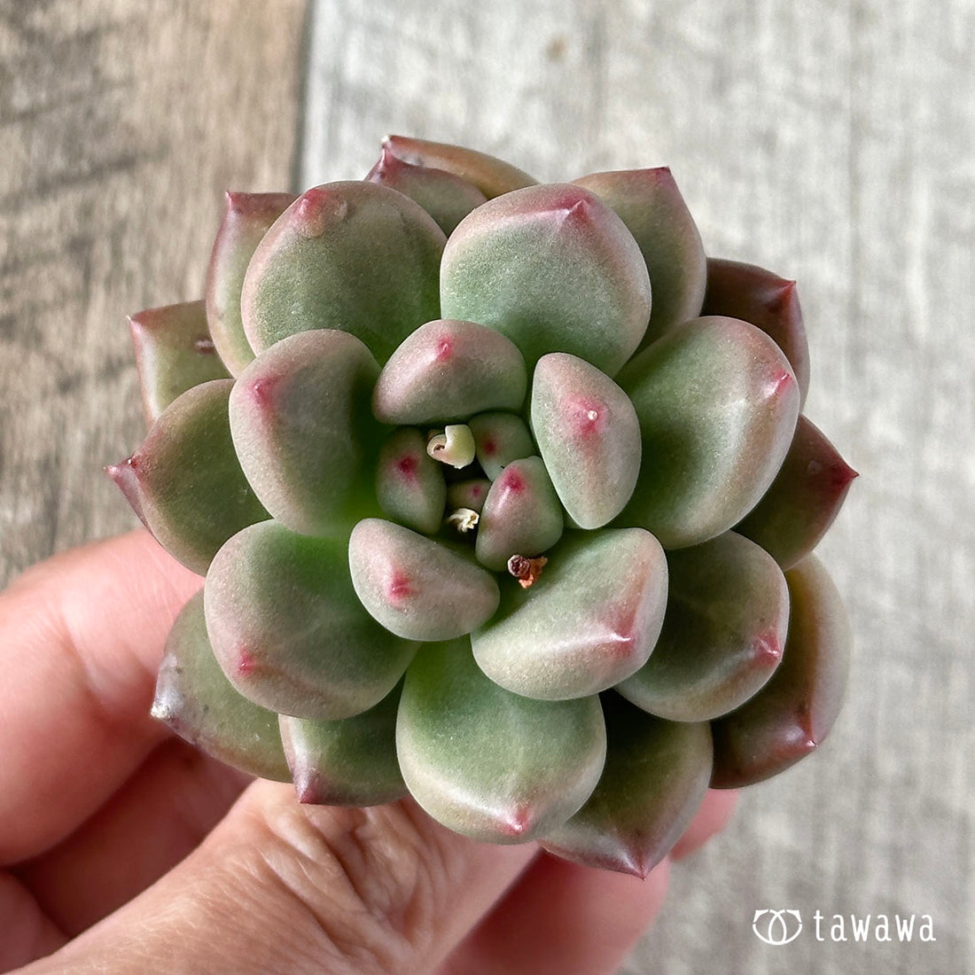 New Arrival* Cubic Frost