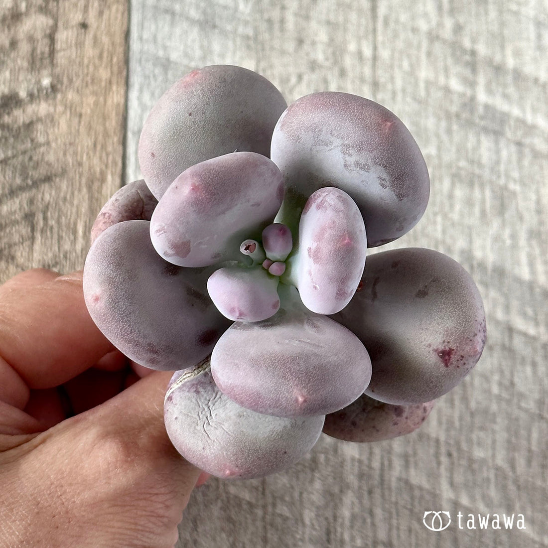 New Arrival* Cubic Frost