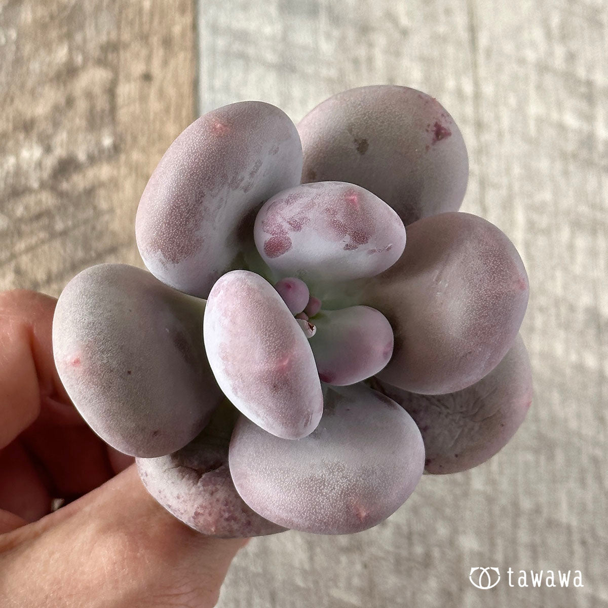 New Arrival* Cubic Frost